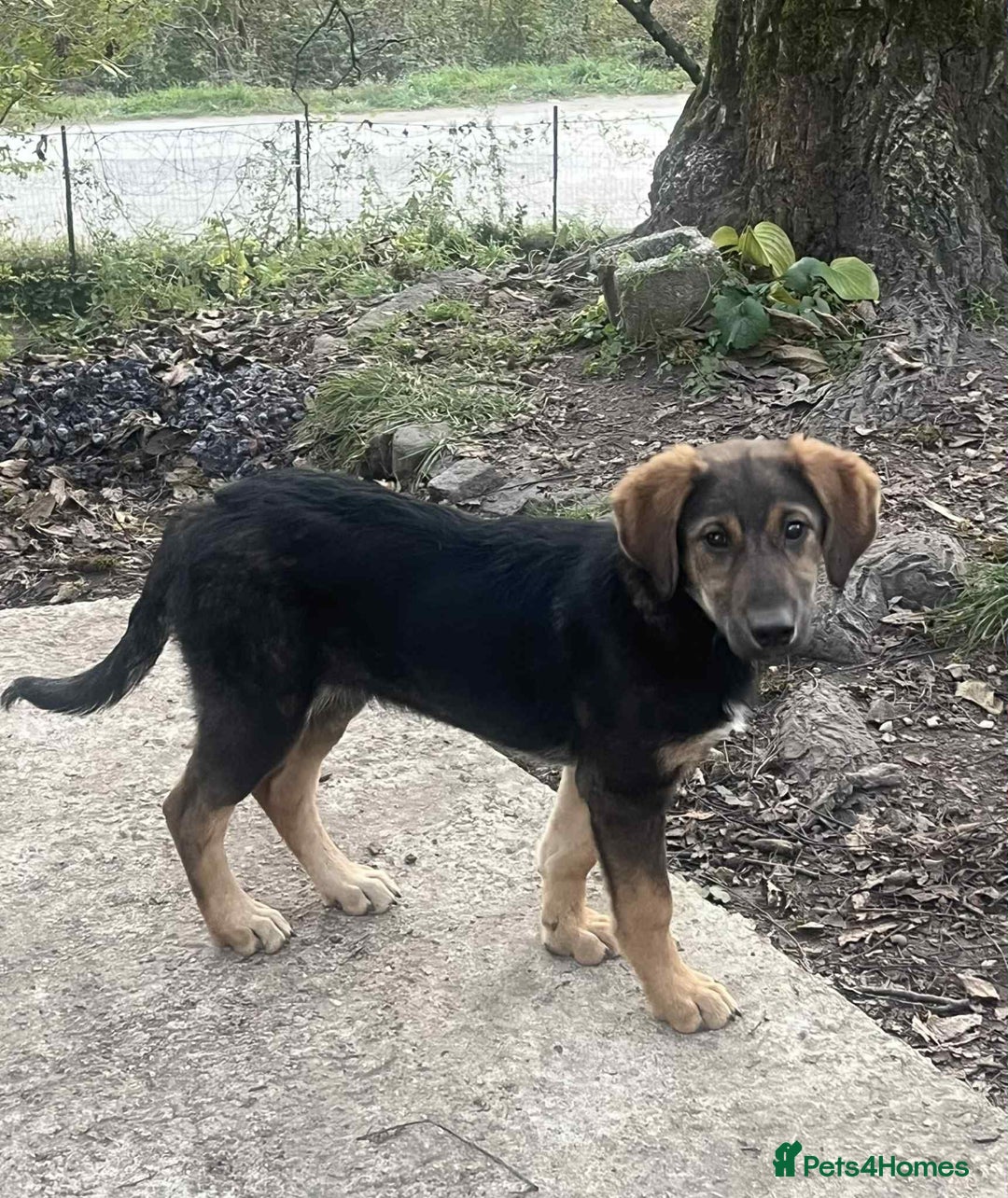 Mixed Breed dogs for adoption: Meet Ruby and Rosie !  - Advert 8