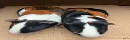Guinea Pig rodents for sale: Gorgeous pairs of boys 💙 - Advert 4
