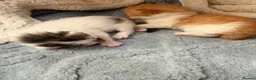 Maine Coon cats for sale: Maine coon cross kittens  - Advert 14