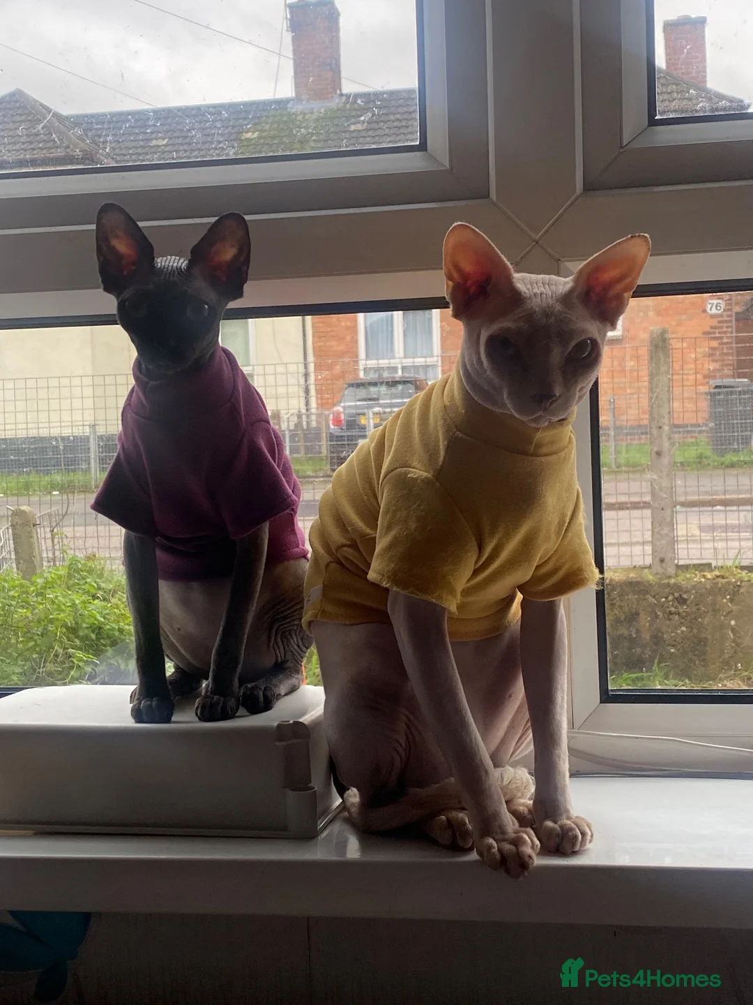 Sphynx cats for sale: Beautiful coloured kittens Spinx   - Advert 1