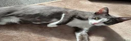 Mixed Breed cats for sale: 4 beautiful kittens for sale in Rhyl - Advert 11