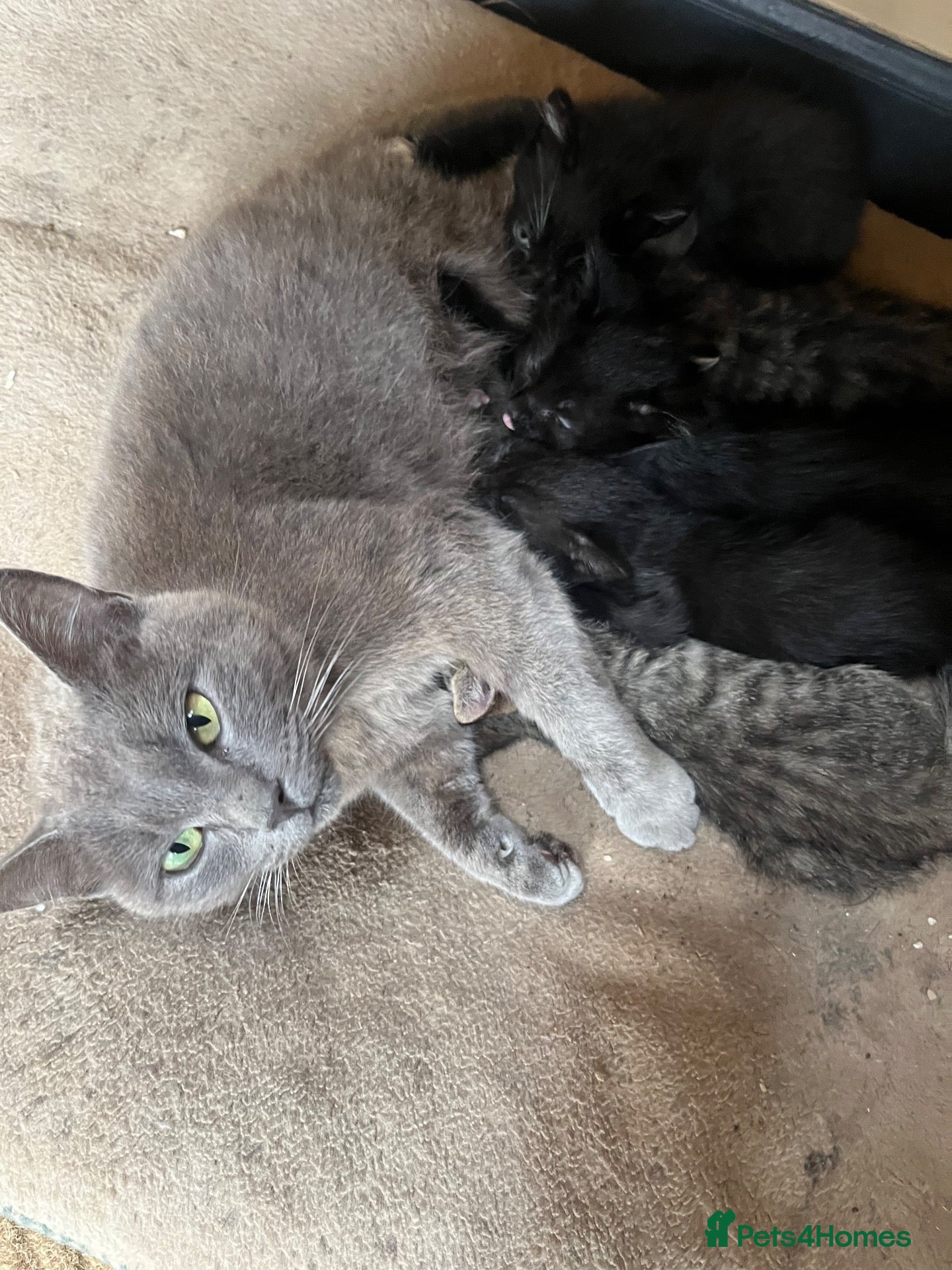 Mixed Breed cats Kittens ready Now 2 female 3 male - Advert 2