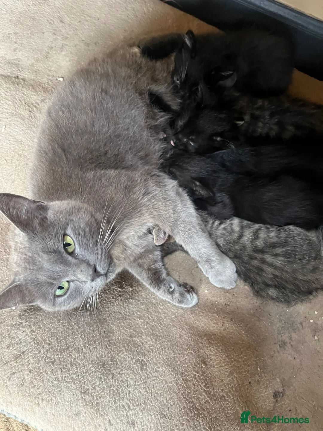 Mixed Breed cats for sale: Kittens ready Now 2 female 3 male - Advert 2