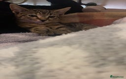 Bengal cats for sale: beautiful bengal kitten  - Image 7