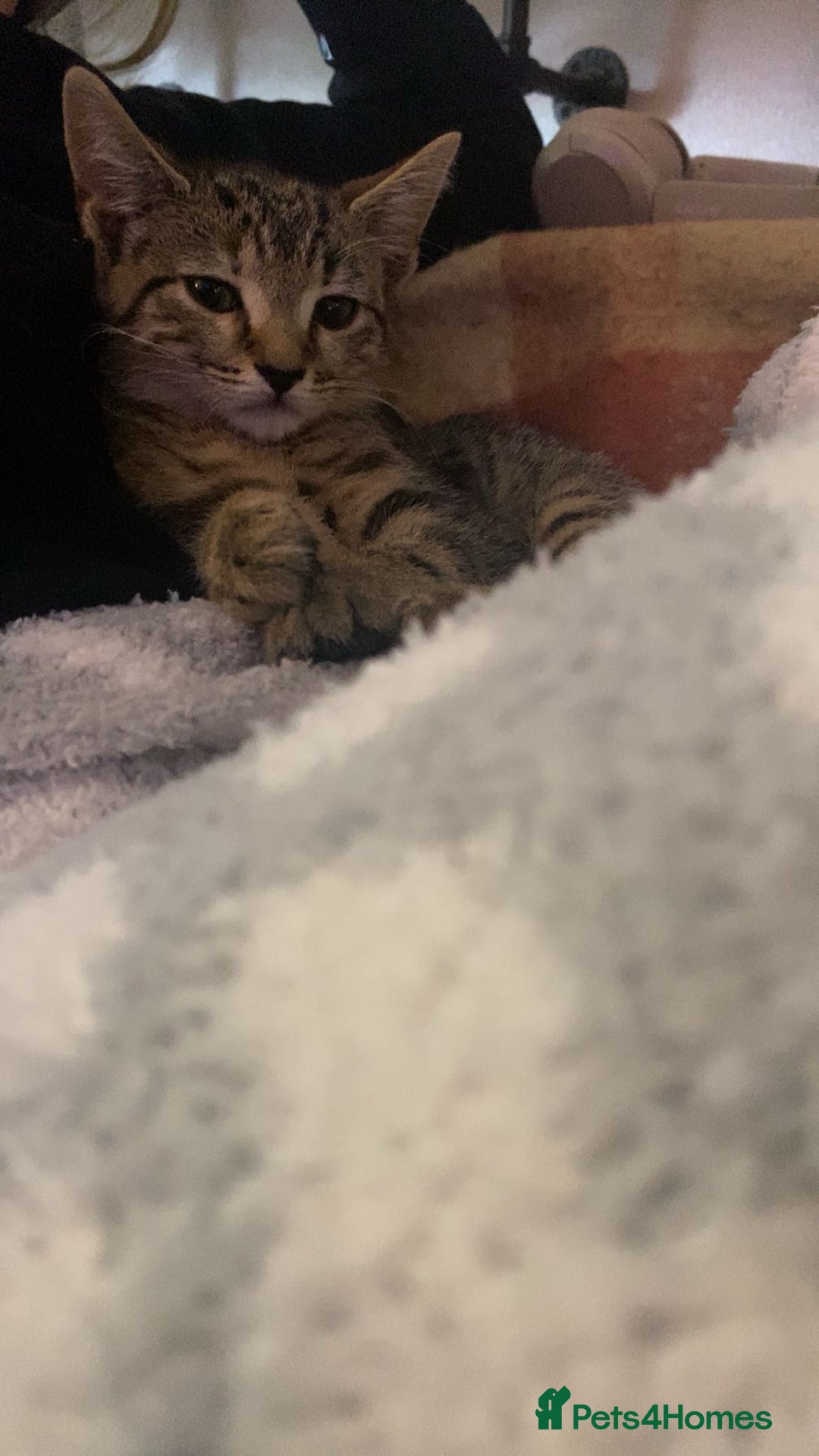 Bengal cats for sale: beautiful bengal kitten  - Image 7