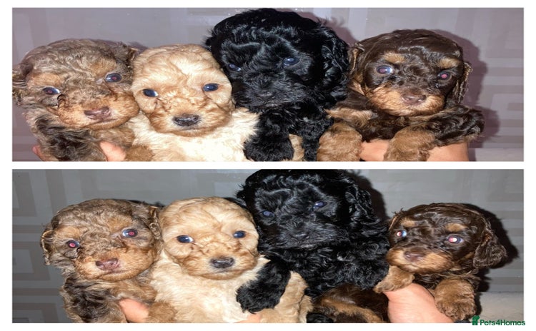 Cavapoo dogs - Advert 9