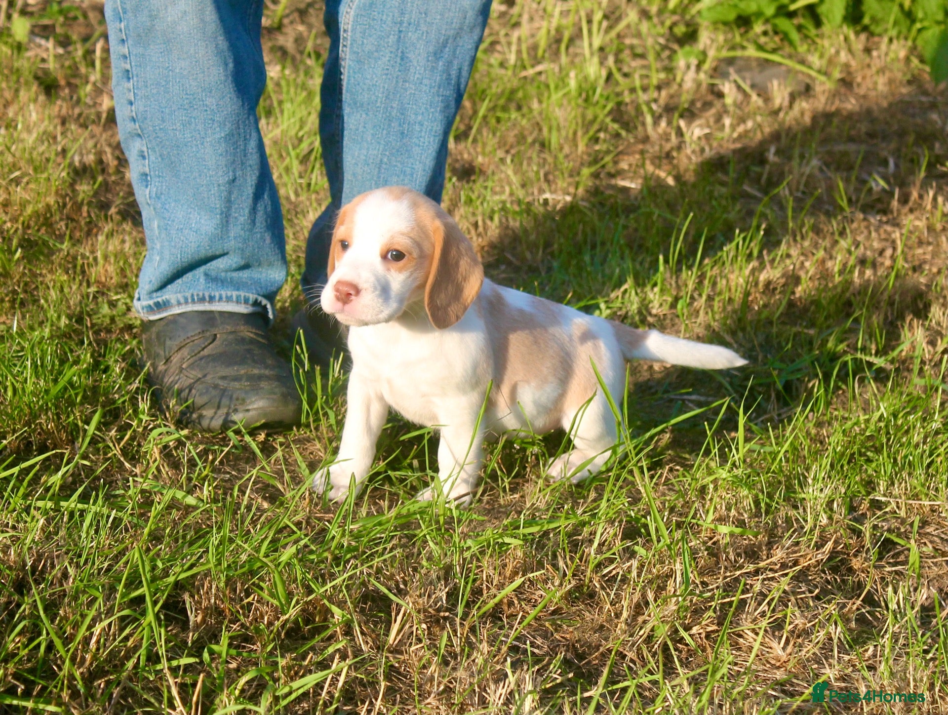 Beagle dogs for sale: READY NOW BEAGLE PUPPIES - Advert 1