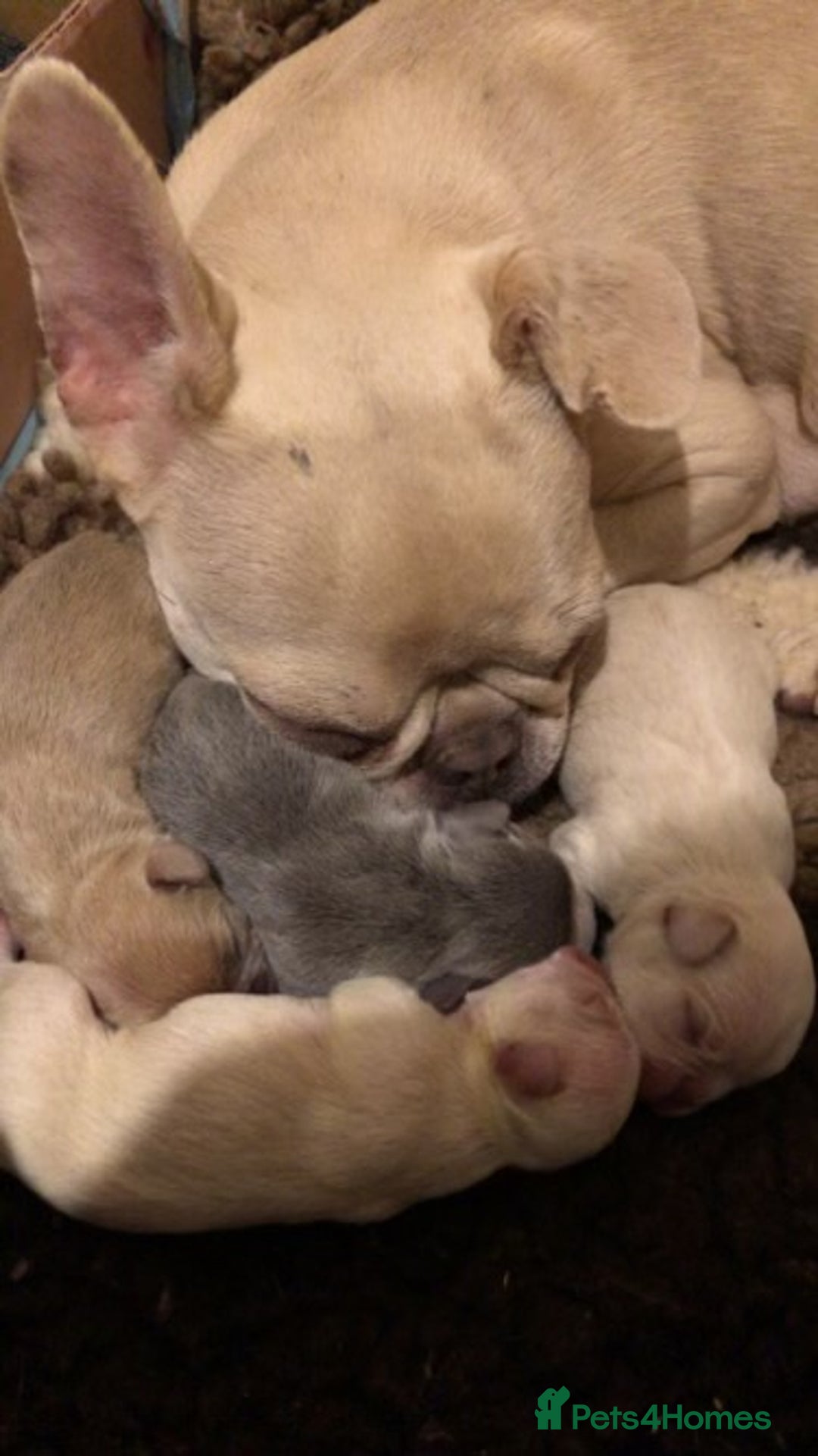 Pug dogs for stud: KC Reg Proven French Bulldog Lilac & Tan For Stud in Colchester - Image 26