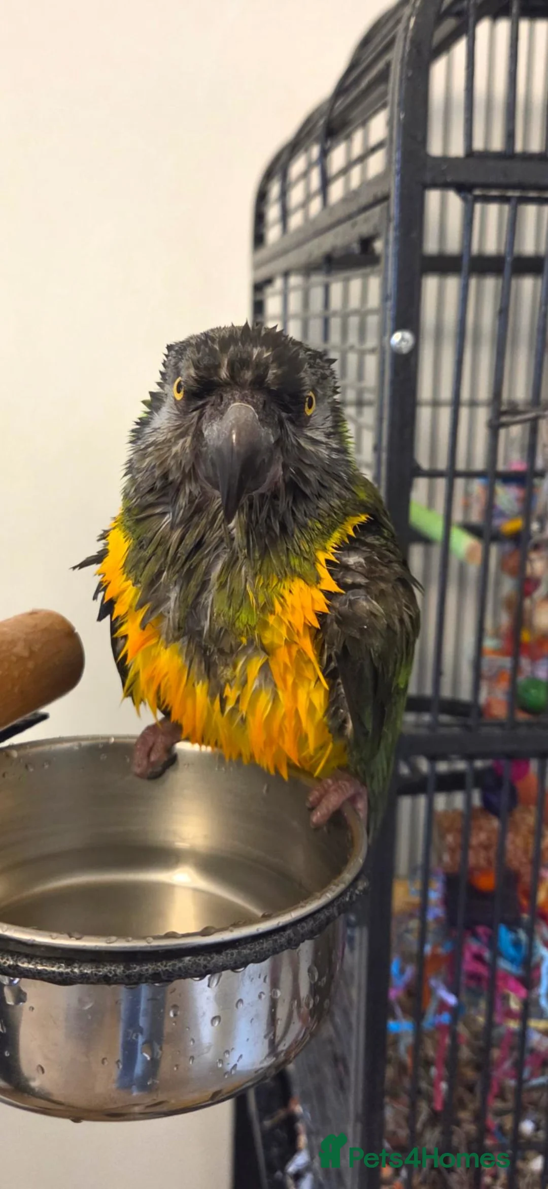 Parrots birds for sale: Senegal Parot Male approx 8yrs - Advert 7