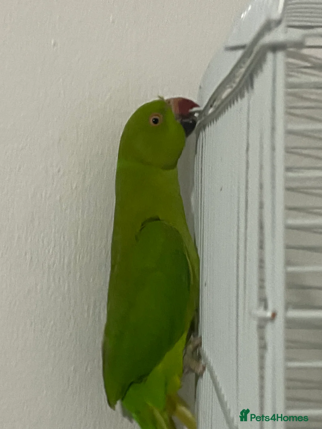 Mixed Breed birds for sale: Love Birds & ring neck parrot - Advert 3