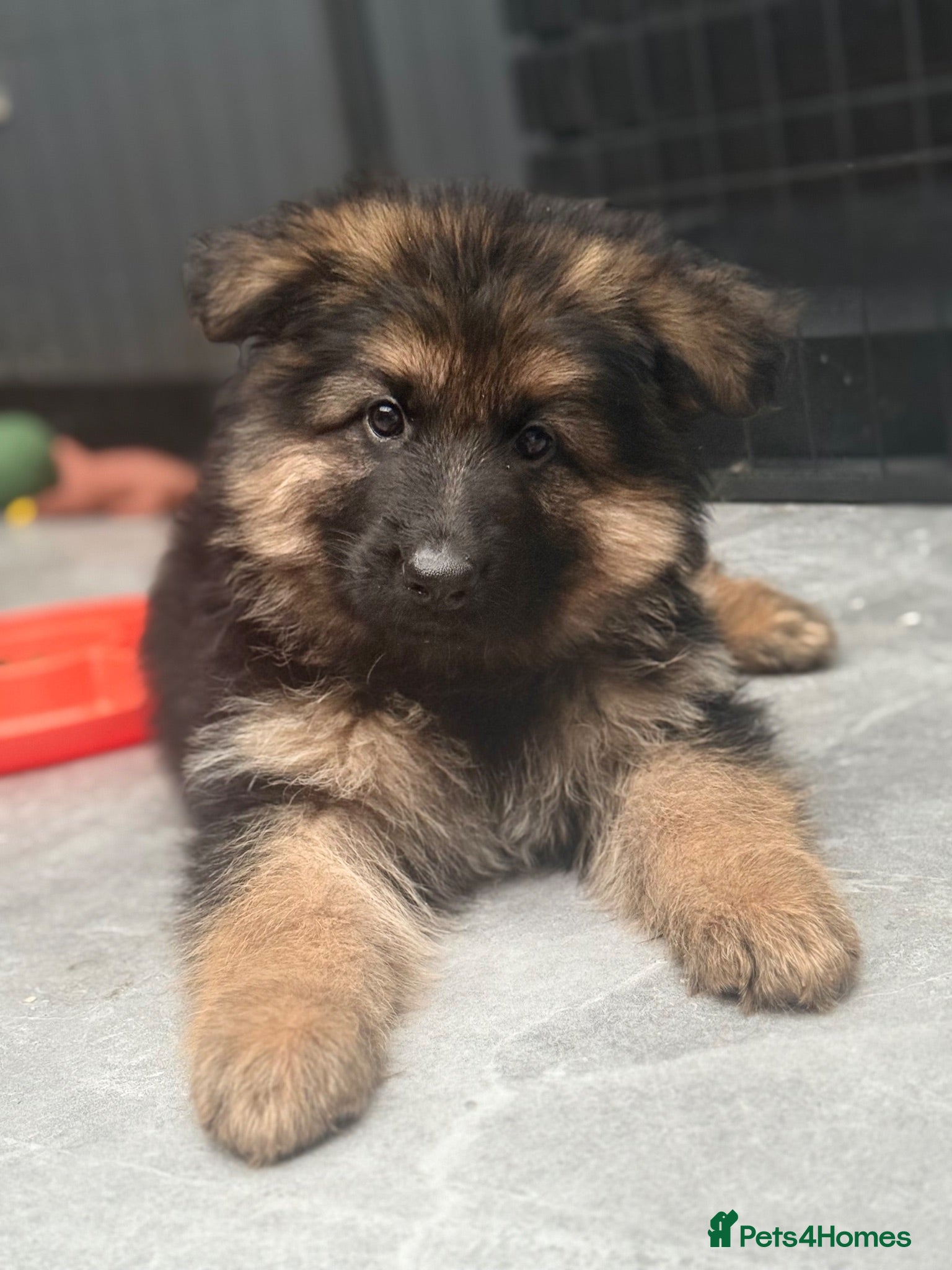 German Shepherd dogs German shepherd pups  - Advert 2