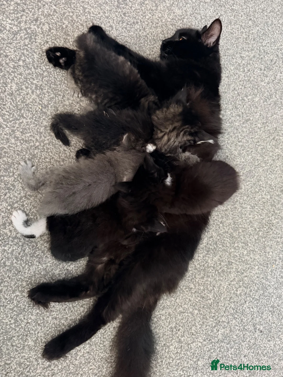 Maine Coon cats for sale: Maine coon x Bombay x Tabby - Advert 19