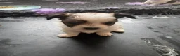 Chorkie dogs for sale: Miniature chorkies  - Advert 9