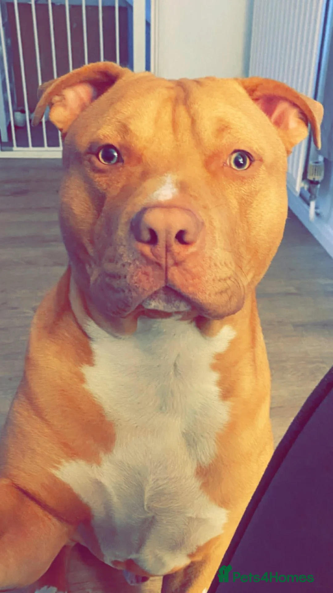 Mixed Breed dogs for sale: Rottweiler x American bull staffie - Advert 7