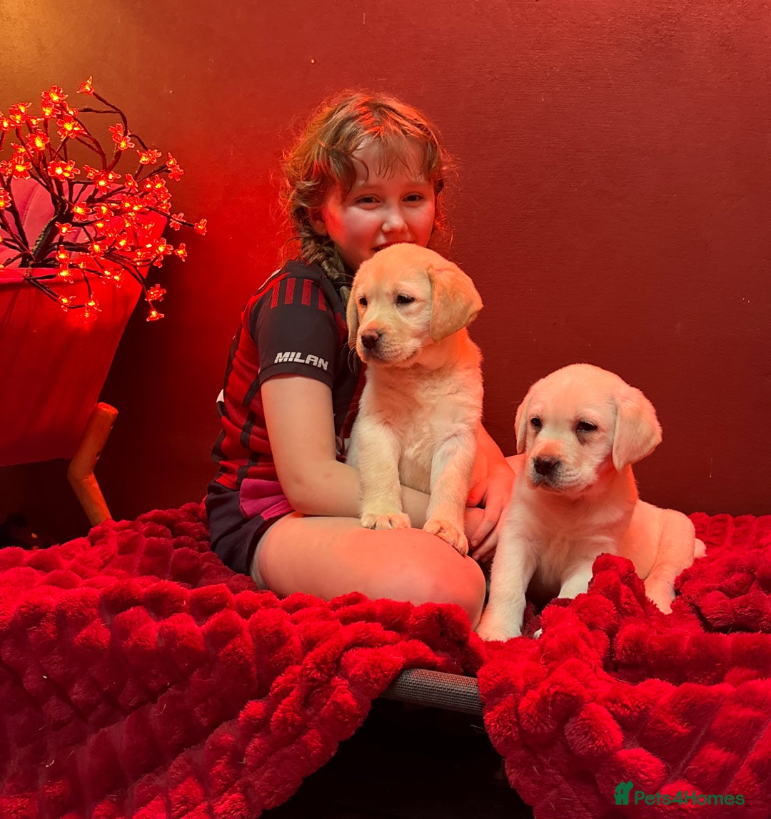 Golden Retriever dogs for sale: Health Tested, champion bloodlines Great with Kids - Advert 14