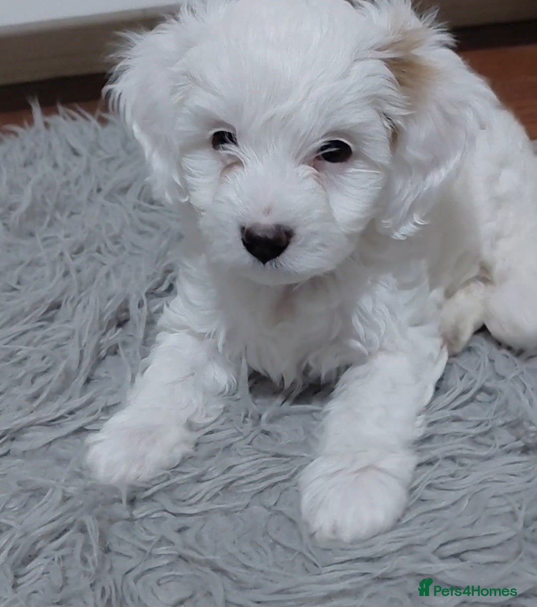 Australian Labradoodle dogs for sale: MINI Australian Labradoodle  in Leicester - Image 5