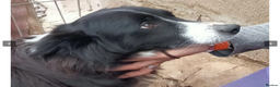 Border Collie dogs for adoption: Reyna in Worthing - Advert 4