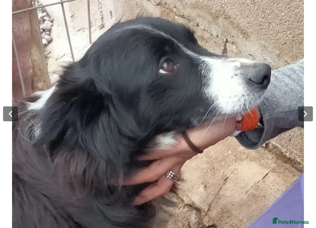 Border Collie dogs for adoption: Reyna in Worthing - Advert 5