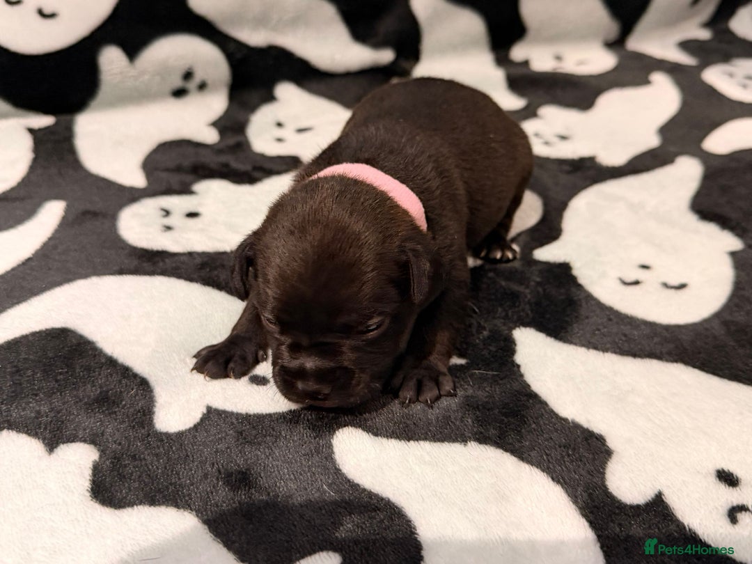 Mixed Breed dogs for sale: 6 beautiful French bulldog x Patterdale pups - Image 16