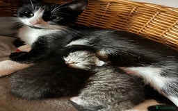 Mixed Breed cats for sale: Gorgeous kittens  - Advert 4