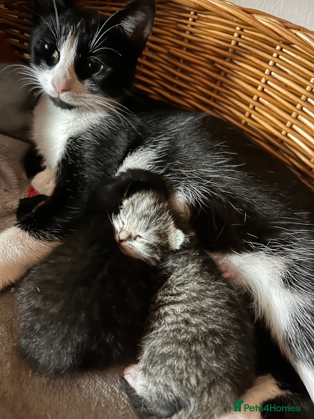 Mixed Breed cats for sale: Gorgeous kittens  - Advert 4