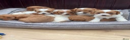Cavapoochon dogs for sale: Stunning Litter of DNA tested Cavapoochon pups - Advert 7