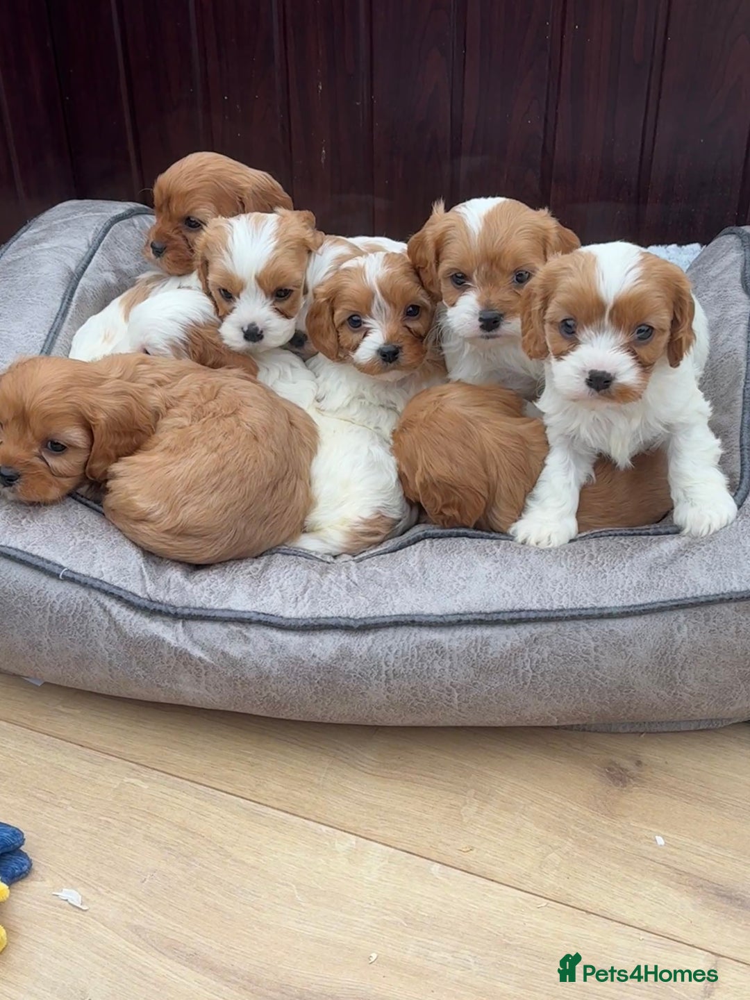 Cavapoochon dogs for sale: Stunning Litter of DNA tested Cavapoochon pups - Advert 7