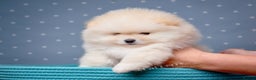 Pomeranian dogs for sale: Stunning Pomeranian puppies  - Advert 11