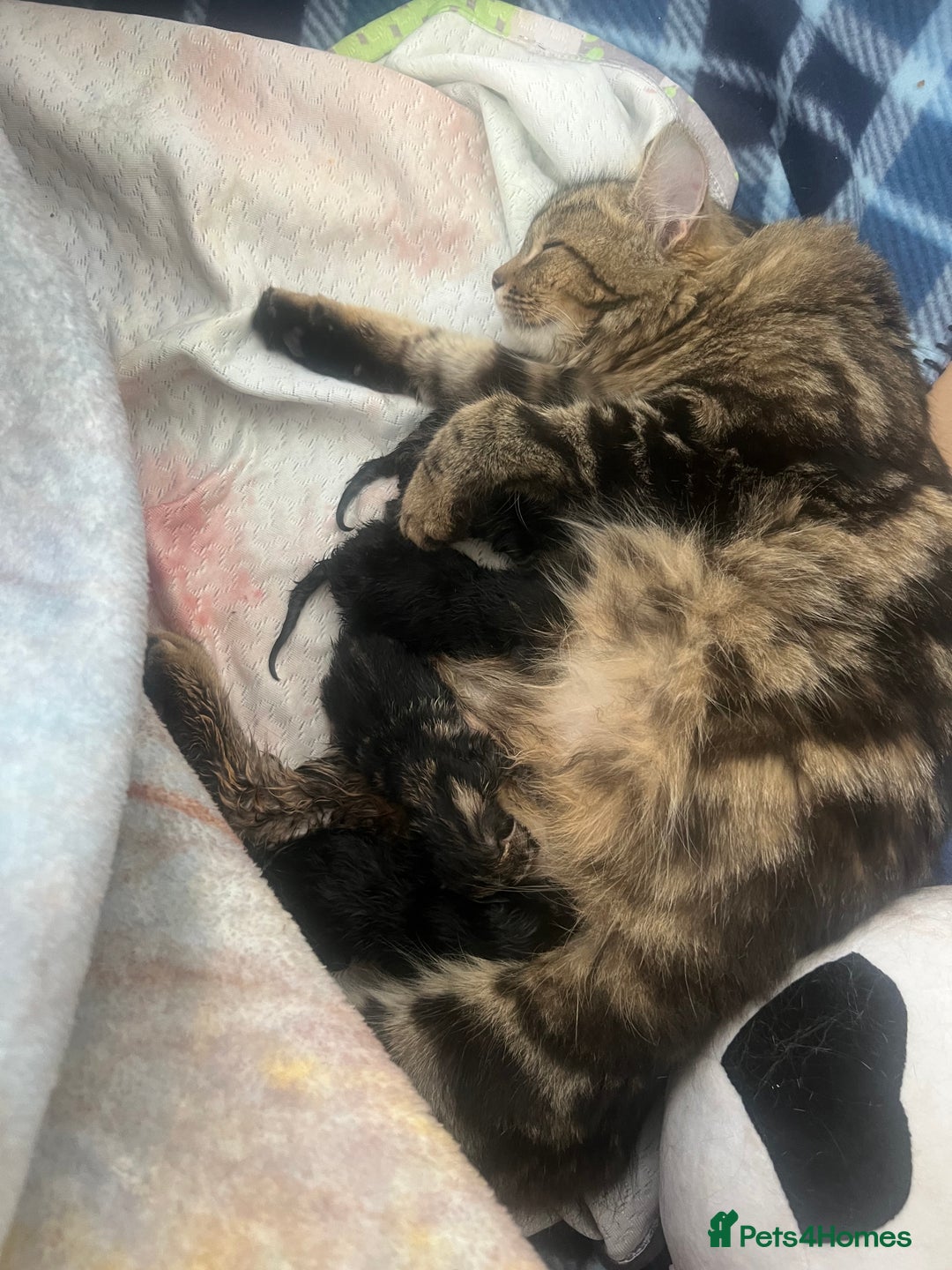 Mixed Breed cats for sale: 2 male kittens  - Image 9