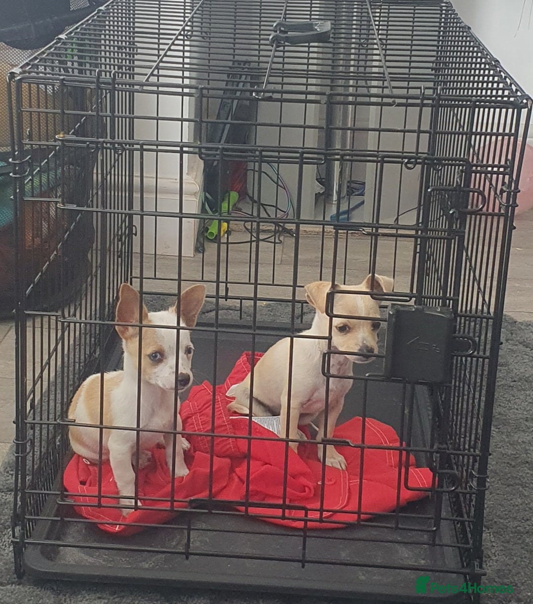 Jack Russell dogs for sale: Jack russel puppy's  - Image 4