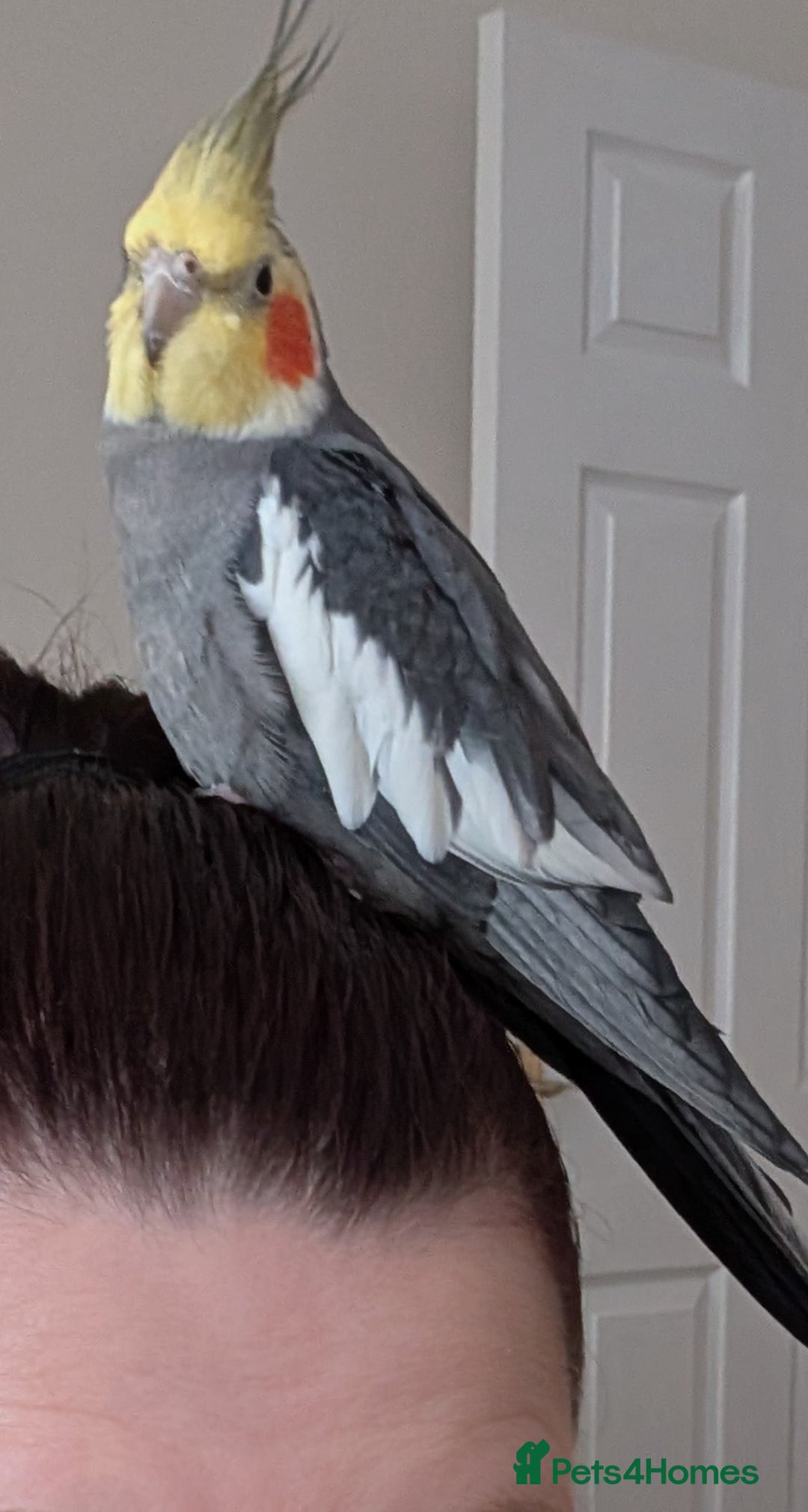 Cockatiels birds for sale: Cockatiel male  - Advert 8