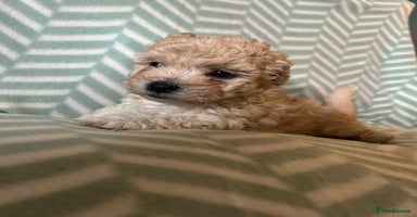 Mixed Breed dogs - Advert 12