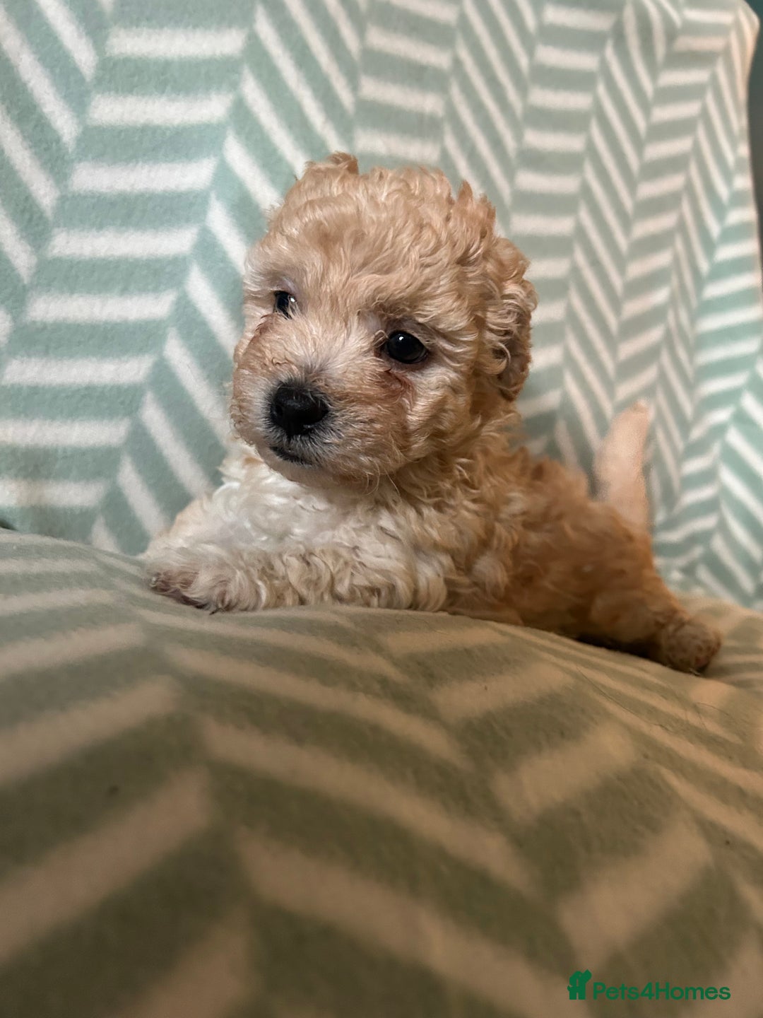 Mixed Breed dogs for sale: Beautiful Malshi-Poo Puppies (Shmoodles) ❤️ - Image 2