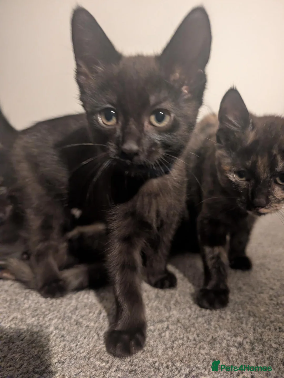 Mixed Breed cats for sale: 9 week old kittens looking for forever home in Ferryhill - Advert 11