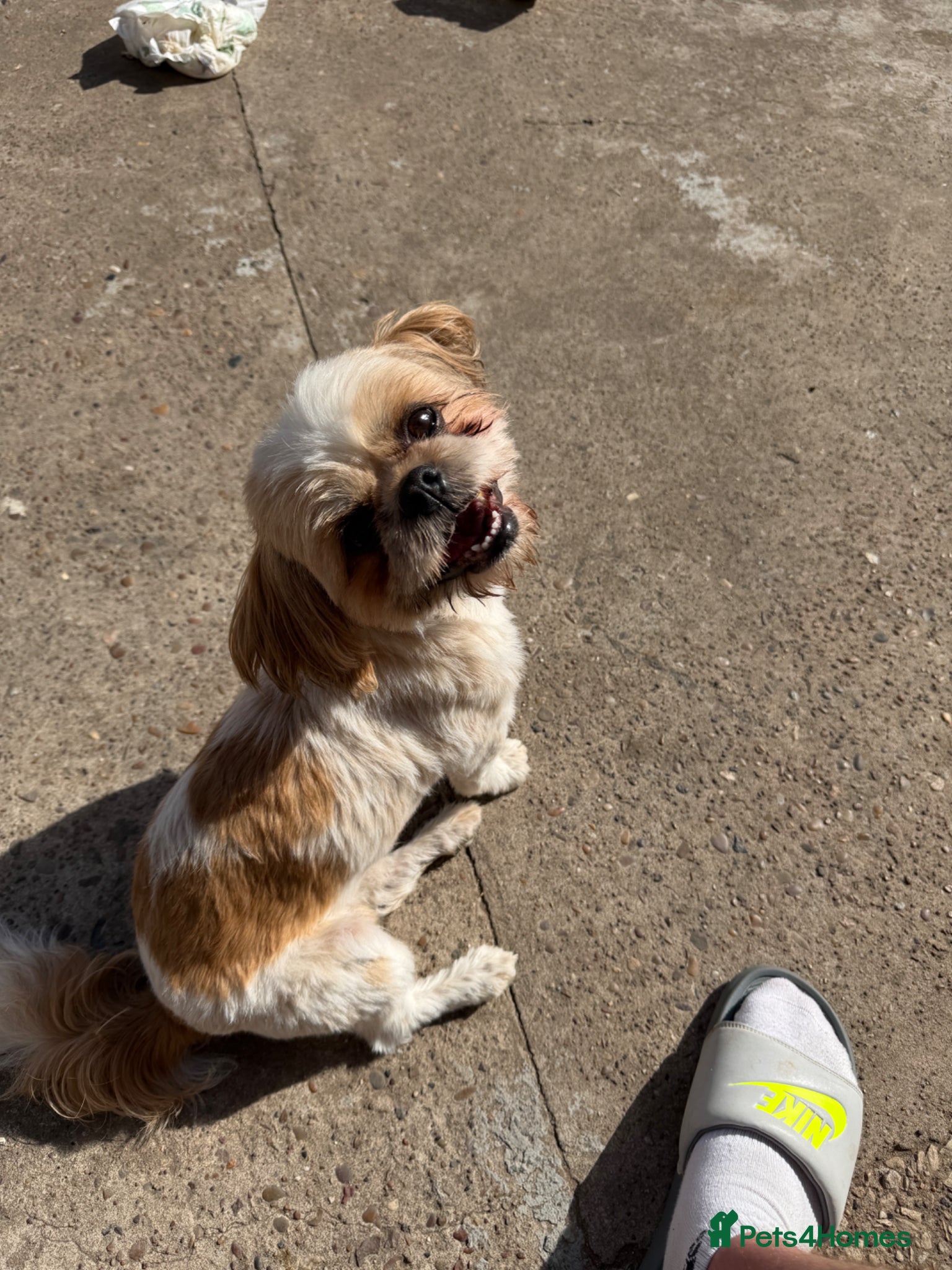 Shih Tzu dogs for sale: ROLO – LOOKING FOR HIS FOREVER HOME - Advert 2