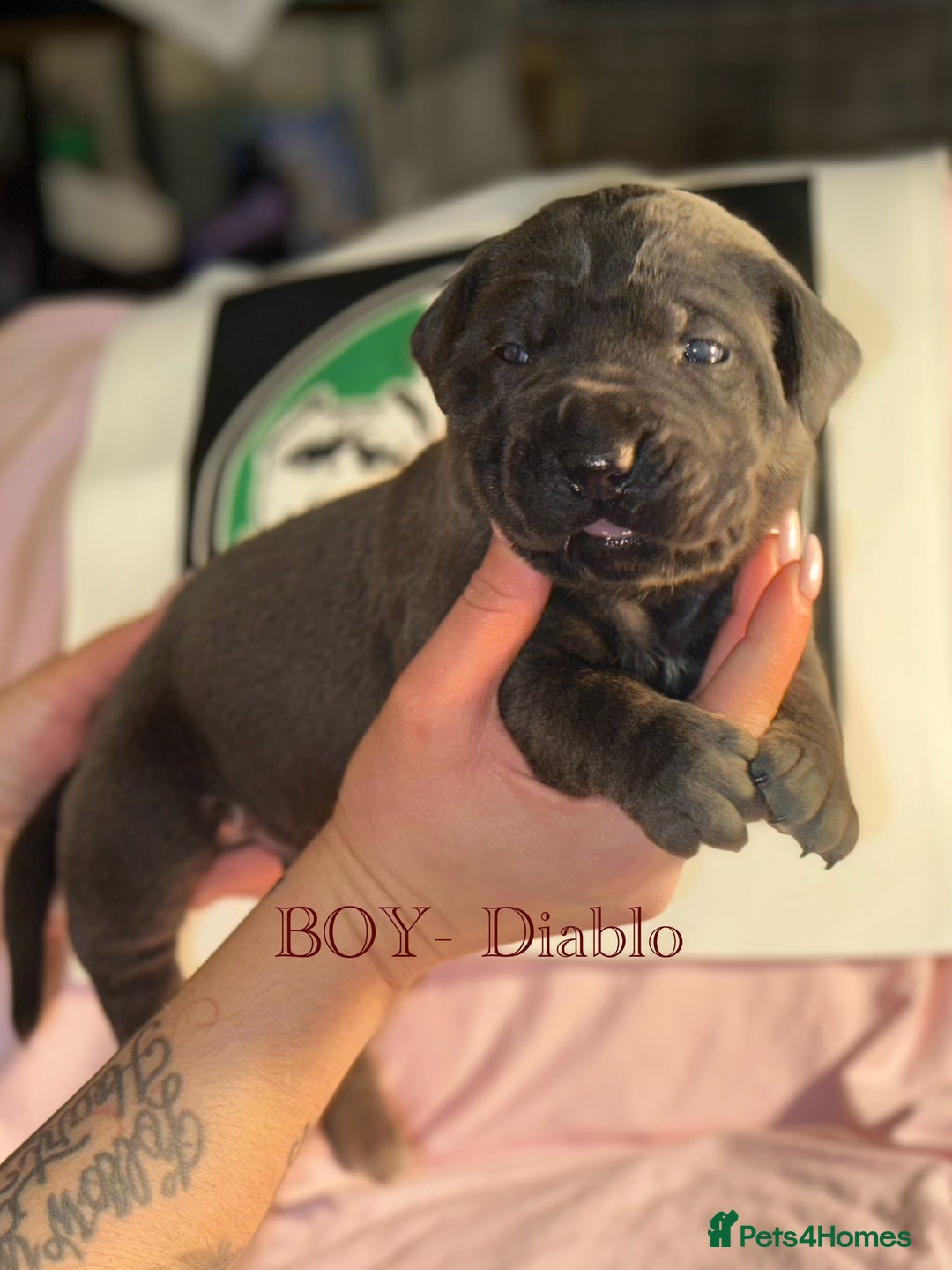 Cane Corso dogs for sale: Cane corso IKC/FCI  - Advert 24
