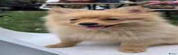 Pomeranian dogs for sale: 🐾 Beautiful Home-Raised Pomeranian Puppies   - Advert 7