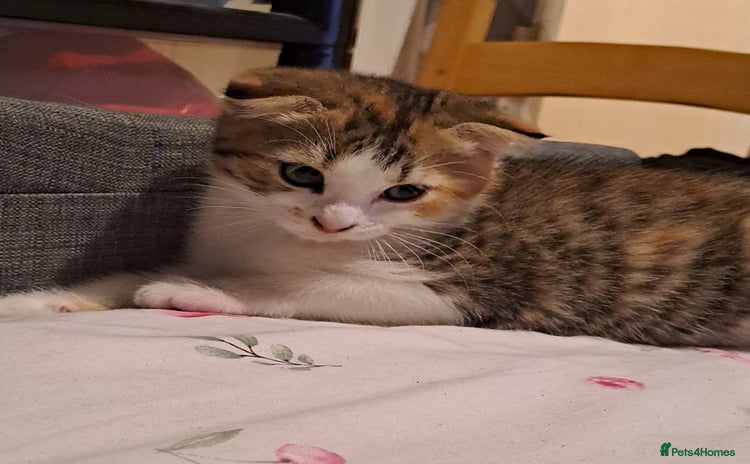 Mixed Breed cats - Advert 13