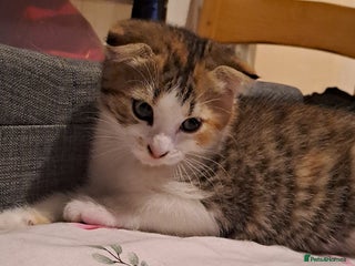 Mixed Breed cats - Advert 11