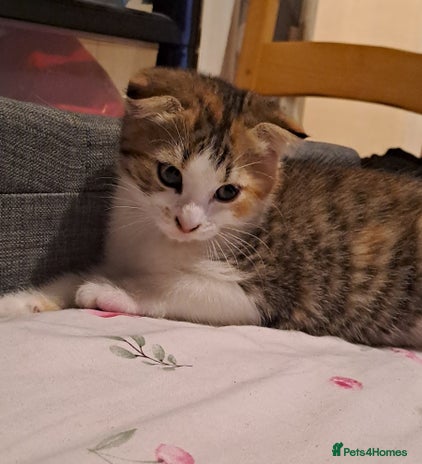 Mixed Breed cats - Advert 13