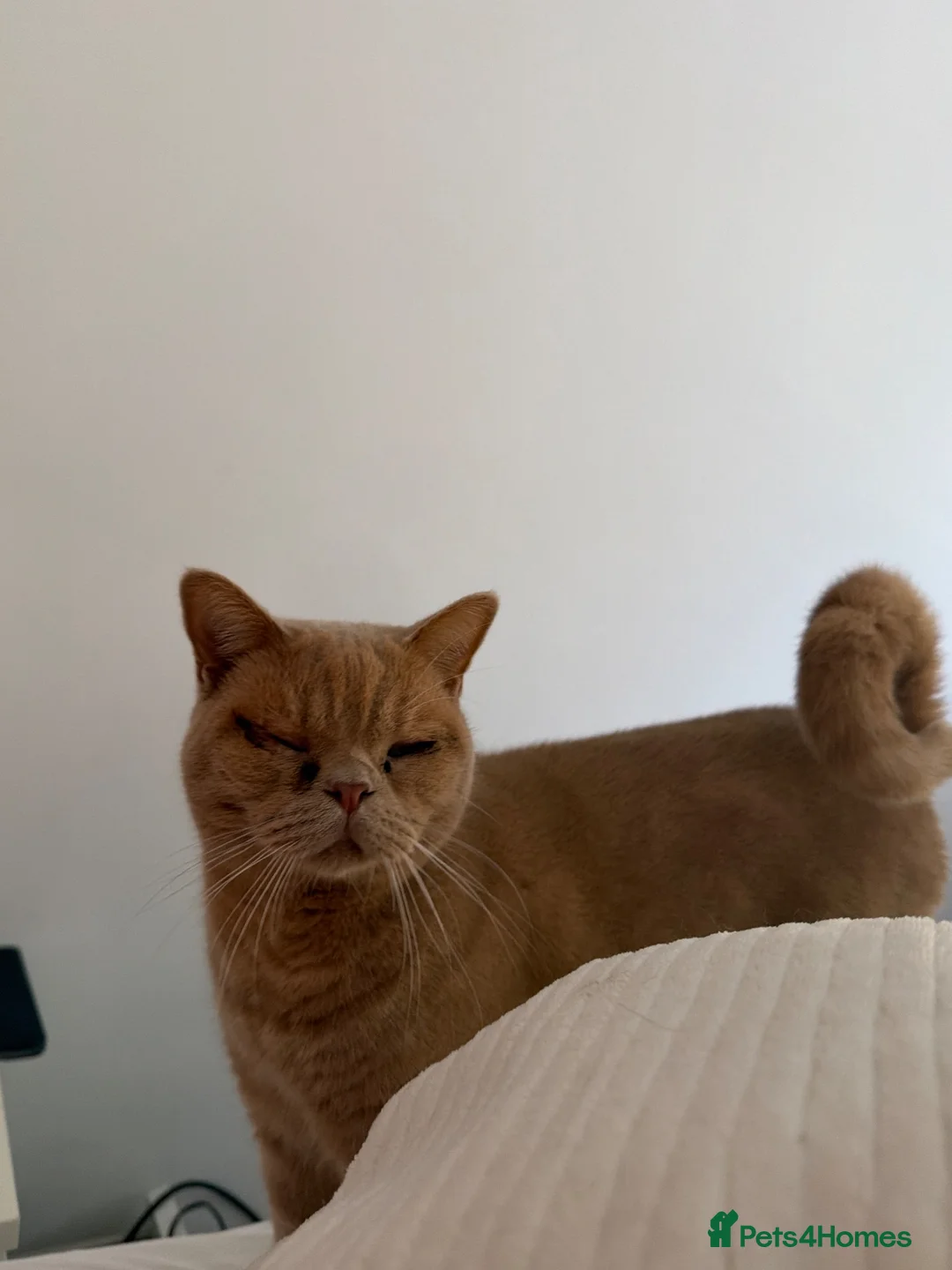 British Shorthair cats for sale: Beautiful Cat Looking for a Loving Forever Home 🐾 in London - Advert 5