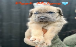 Mixed Breed dogs for sale: Mastiff pups available  - Image 4