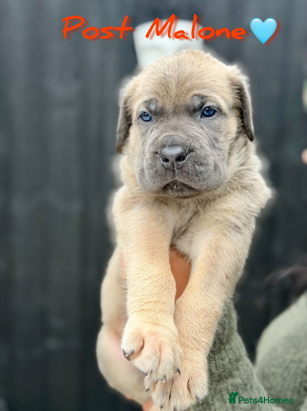 Mixed Breed dogs for sale: Mastiff pups available  - Image 4