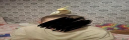 Canaries birds for sale: Sprout the cockatiel - Advert 7