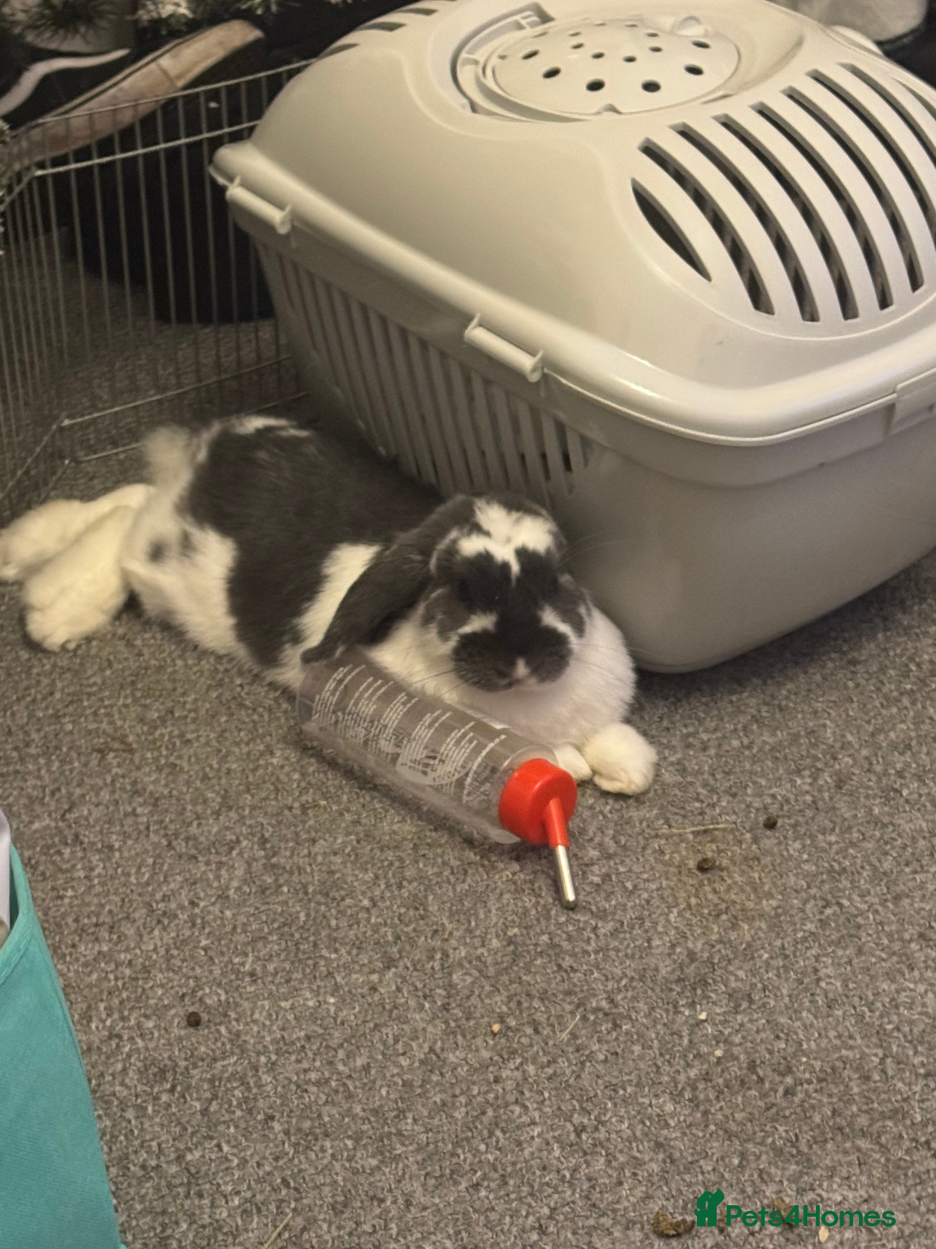 French Lop rabbits Holland lop for sale in Derby - Advert 11