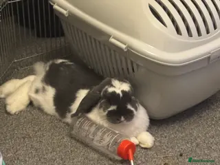 French Lop rabbits Holland lop for sale in Derby - Advert 11