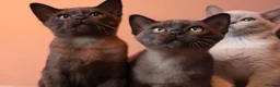 Burmese cats for sale: Beautiful Healthy Burmese  - Advert 5