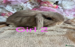 Mini Lop rabbits for sale: 💖💙Friendly & adorable Pure bred mini lop babies  - Image 11
