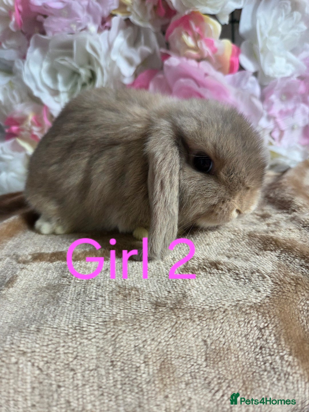 Mini Lop rabbits for sale: 💖💙Friendly & adorable Pure bred mini lop babies  - Image 11