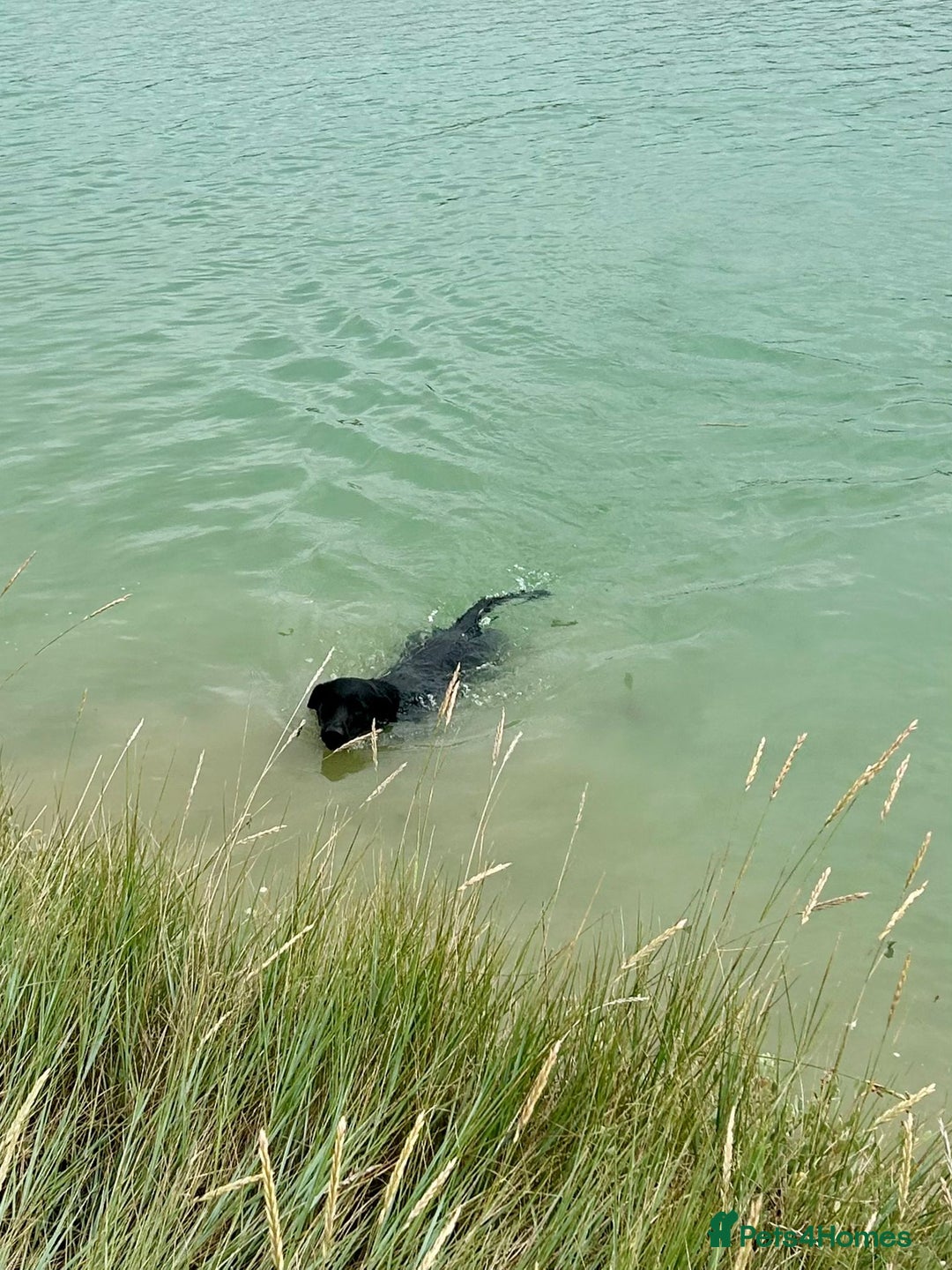 Labrador Retriever dogs for stud: Mathijs - Intelligent & Agile  - Image 22